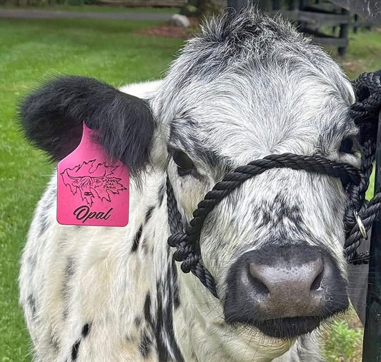 Engraved Ritchey Cattle Tags