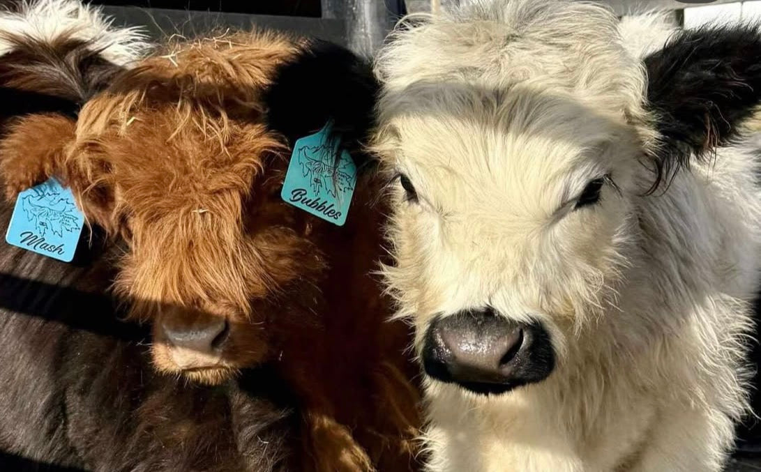 Engraved Ritchey Cattle Tags